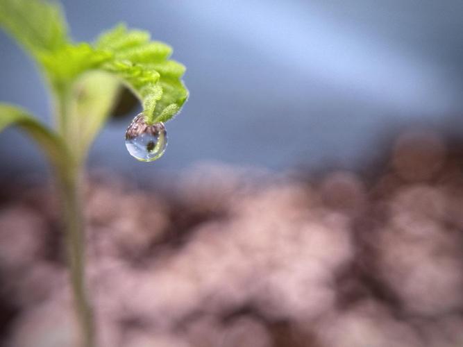 TicaL X Zamnesia-NectarDrip pack#268/750. Week 2 - Nectar Drip first pair of leafs 