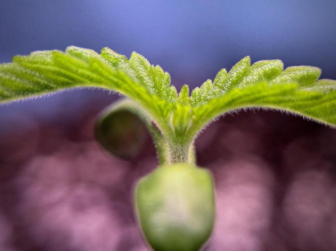 TicaL X Zamnesia-NectarDrip pack#268/750. Week 2 - Nectar Drip first pair of leafs 