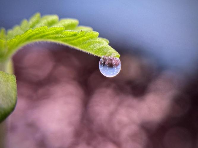 TicaL X Zamnesia-NectarDrip pack#268/750. Week 2 - Nectar Drip first pair of leafs 