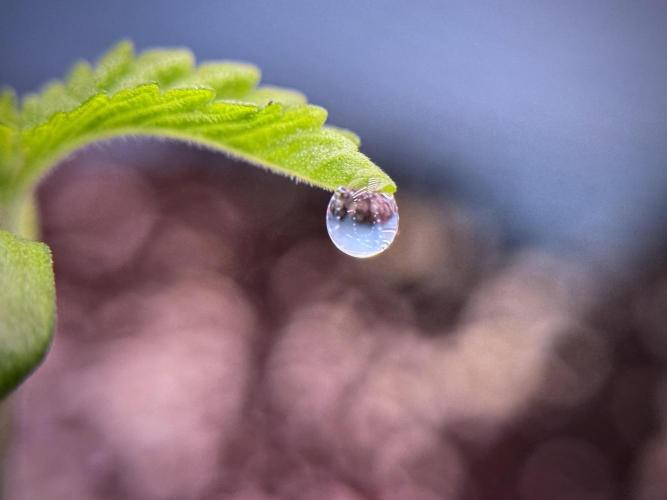 TicaL X Zamnesia-NectarDrip pack#268/750. Week 2 - Nectar Drip first pair of leafs 