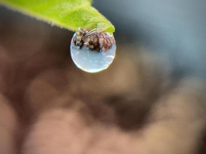 TicaL X Zamnesia-NectarDrip pack#268/750. Week 2 - Nectar Drip first pair of leafs 