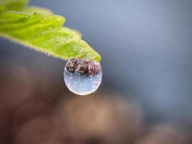 TicaL X Zamnesia-NectarDrip pack#268/750. Week 2 - Nectar Drip first pair of leafs 