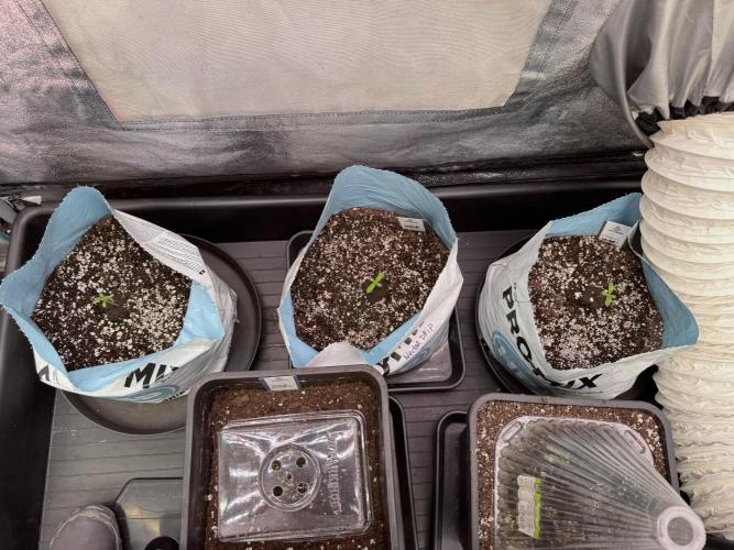 TicaL X Zamnesia-NectarDrip pack#268/750. Week 2 - Room views an Vibes 