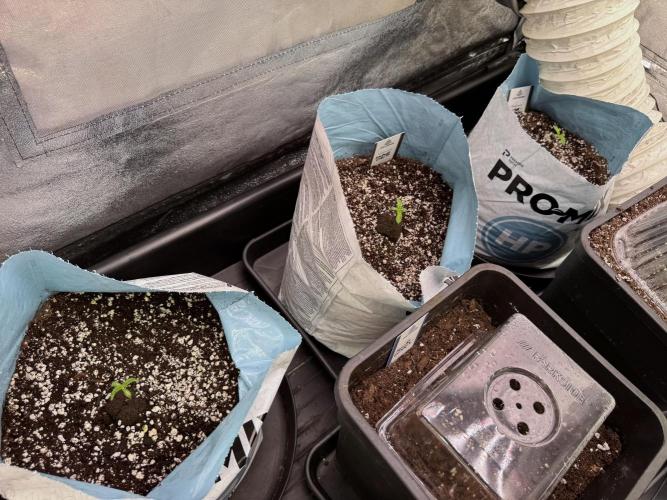 TicaL X Zamnesia-NectarDrip pack#268/750. Week 2 - Room views an Vibes 