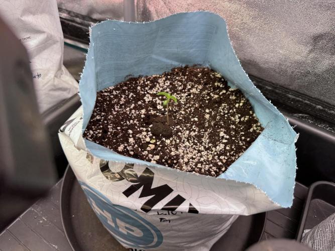 TicaL X Zamnesia-NectarDrip pack#268/750. Week 2 - Room views an Vibes 