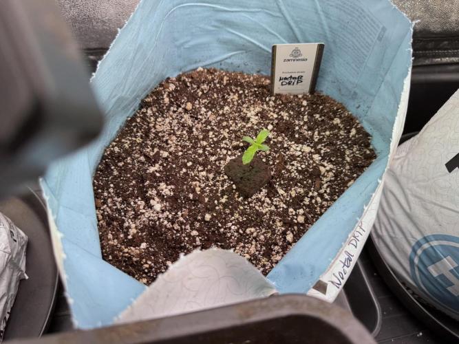 TicaL X Zamnesia-NectarDrip pack#268/750. Week 2 - Room views an Vibes 