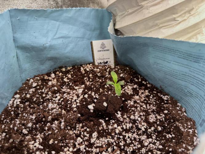 TicaL X Zamnesia-NectarDrip pack#268/750. Week 2 - Room views an Vibes 