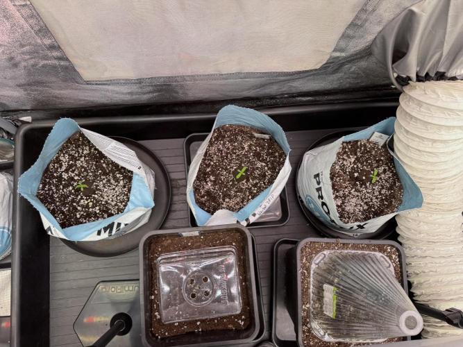 TicaL X Zamnesia-NectarDrip pack#268/750. Week 2 - Room views an Vibes 