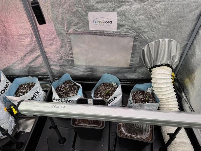 TicaL X Zamnesia-NectarDrip pack#268/750. Week 2 - Room views an Vibes 