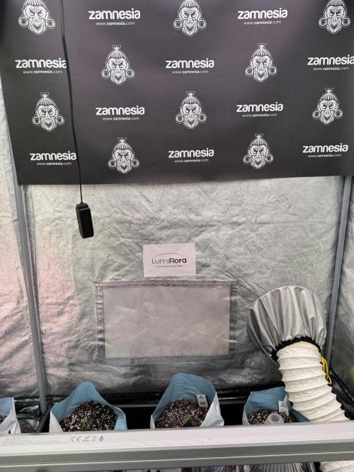 TicaL X Zamnesia-NectarDrip pack#268/750. Week 2 - Room views an Vibes 