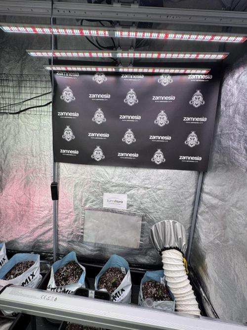 TicaL X Zamnesia-NectarDrip pack#268/750. Week 2 - Room views an Vibes 