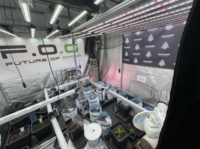 TicaL X Zamnesia-NectarDrip pack#268/750. Week 2 - Room views an Vibes 