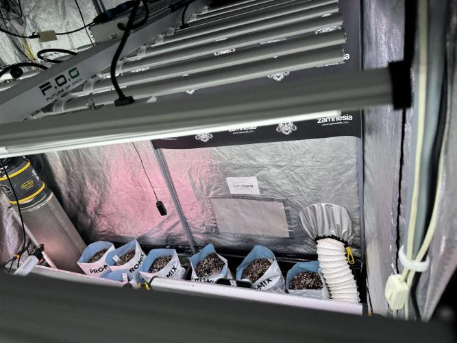 TicaL X Zamnesia-NectarDrip pack#268/750. Week 2 - Room views an Vibes 