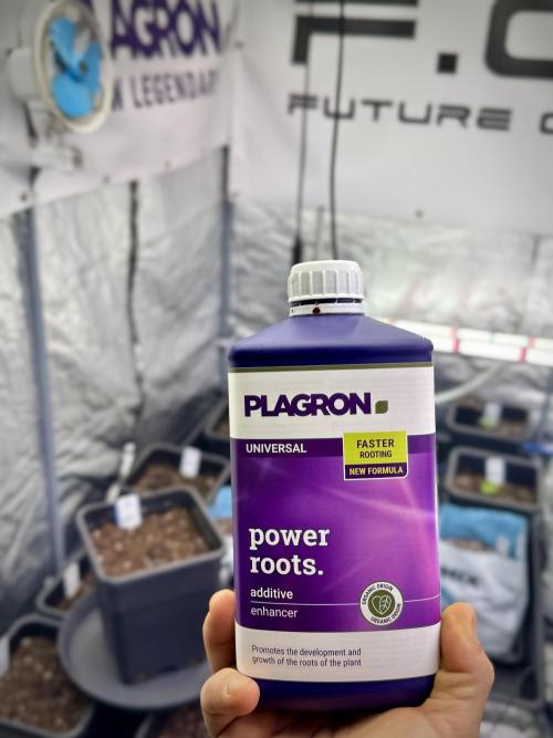 LSD Zamnesia Trippping. Week 1 - Power Roots