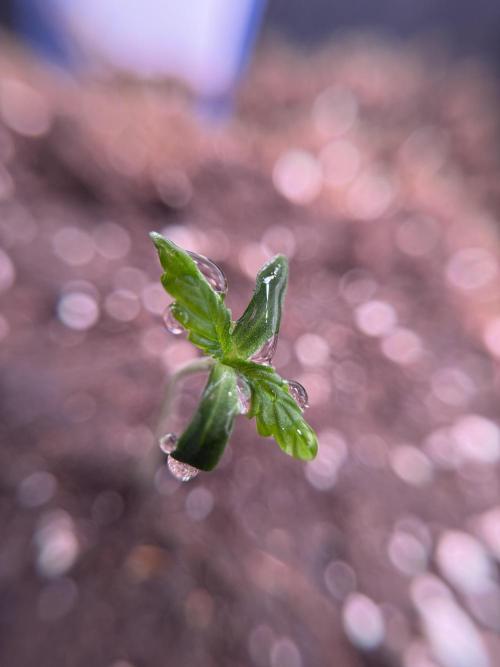 LSD Zamnesia Trippping. Week 1 - LSD 1st week magic 