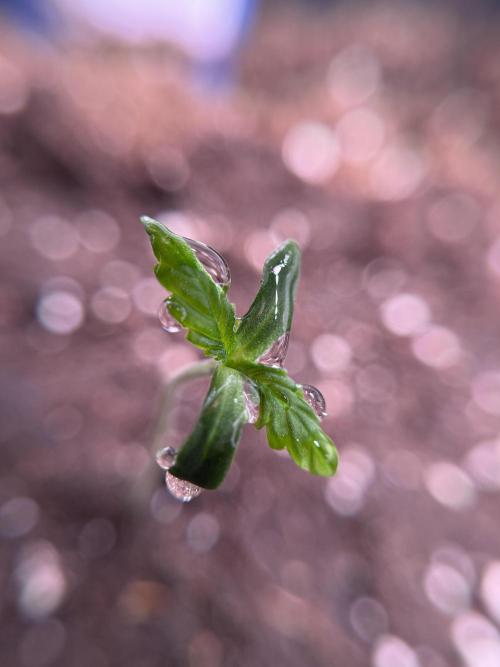 LSD Zamnesia Trippping. Week 1 - LSD 1st week magic 