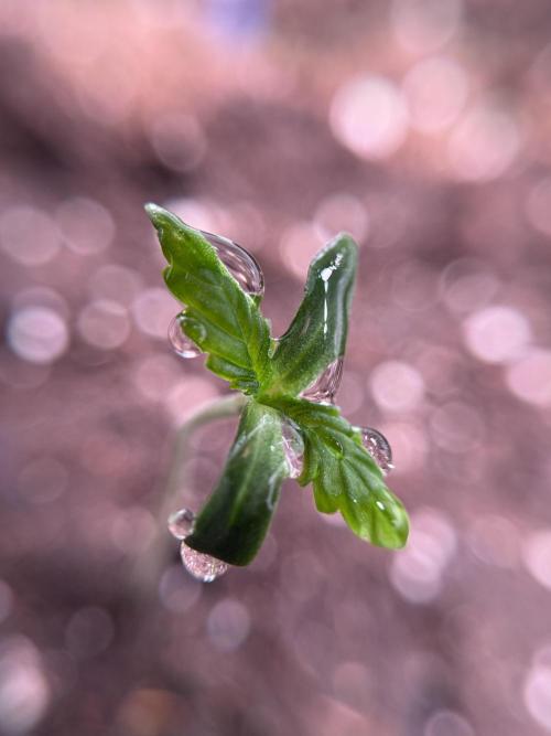 LSD Zamnesia Trippping. Week 1 - LSD 1st week magic 