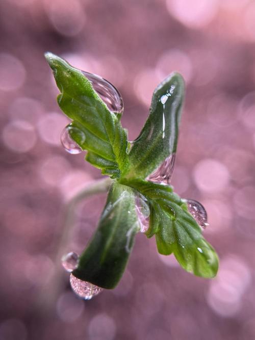 LSD Zamnesia Trippping. Week 1 - LSD 1st week magic 