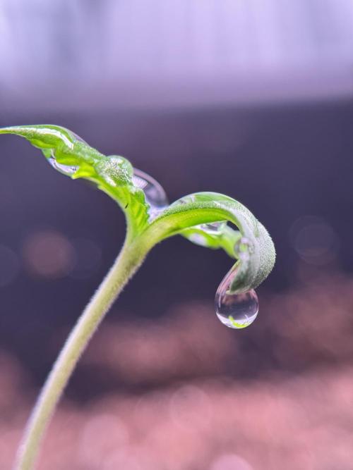 LSD Zamnesia Trippping. Week 1 - LSD 1st week magic 