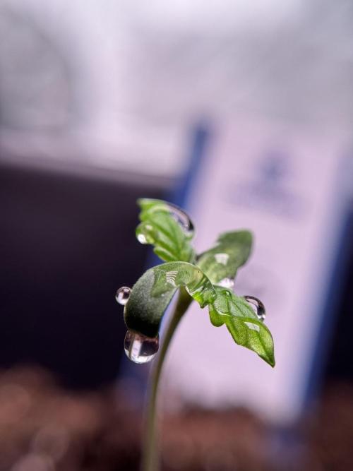 LSD Zamnesia Trippping. Week 1 - LSD 1st week magic 