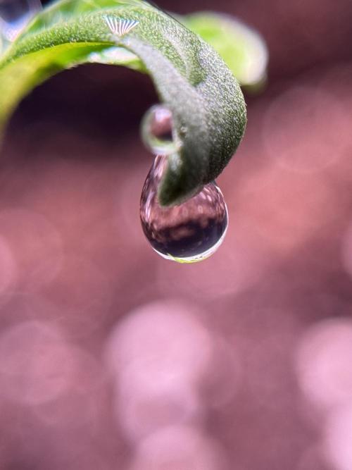 LSD Zamnesia Trippping. Week 1 - LSD 1st week magic 