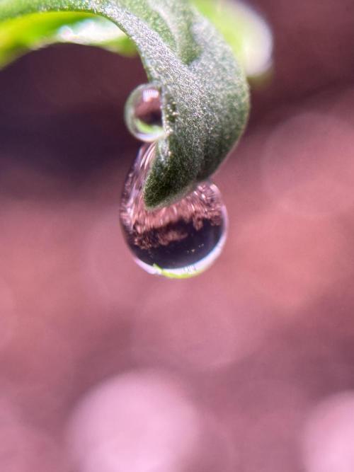 LSD Zamnesia Trippping. Week 1 - LSD 1st week magic 