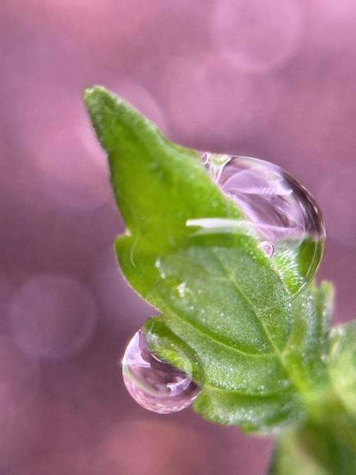 LSD Zamnesia Trippping. Week 1 - LSD 1st week magic 