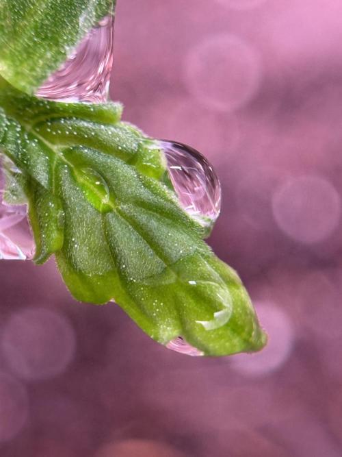 LSD Zamnesia Trippping. Week 1 - LSD 1st week magic 