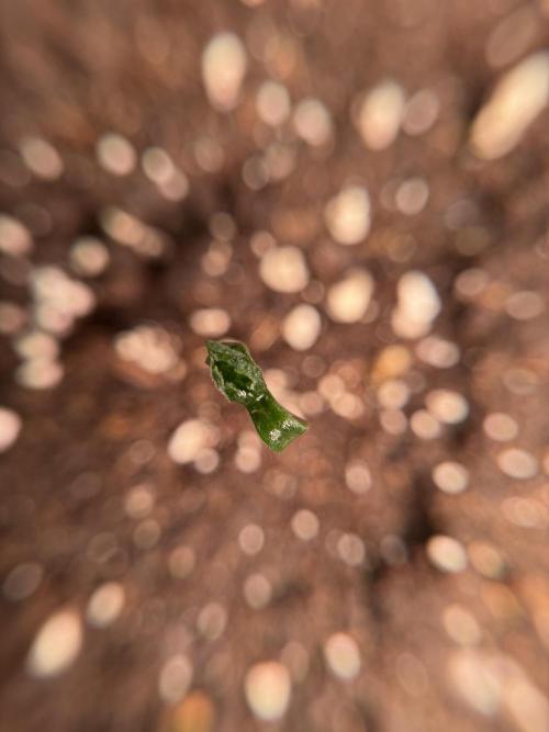 LSD Zamnesia Trippping. Week 1 - LSD 1st week magic 