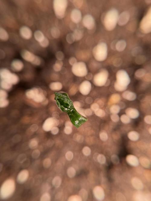 LSD Zamnesia Trippping. Week 1 - LSD 1st week magic 