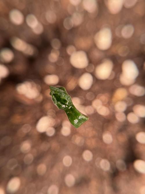 LSD Zamnesia Trippping. Week 1 - LSD 1st week magic 