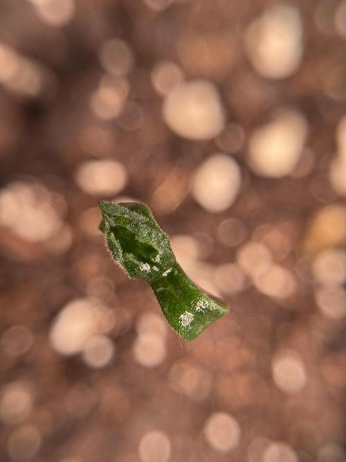 LSD Zamnesia Trippping. Week 1 - LSD 1st week magic 