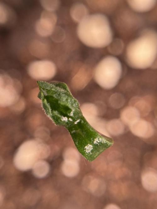 LSD Zamnesia Trippping. Week 1 - LSD 1st week magic 