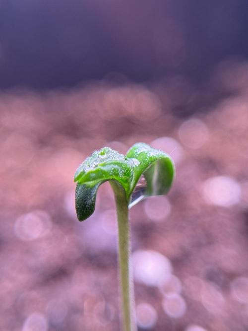 LSD Zamnesia Trippping. Week 1 - LSD 1st week magic 