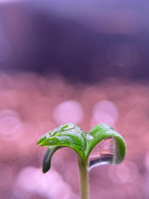 LSD Zamnesia Trippping. Week 1 - LSD 1st week magic 