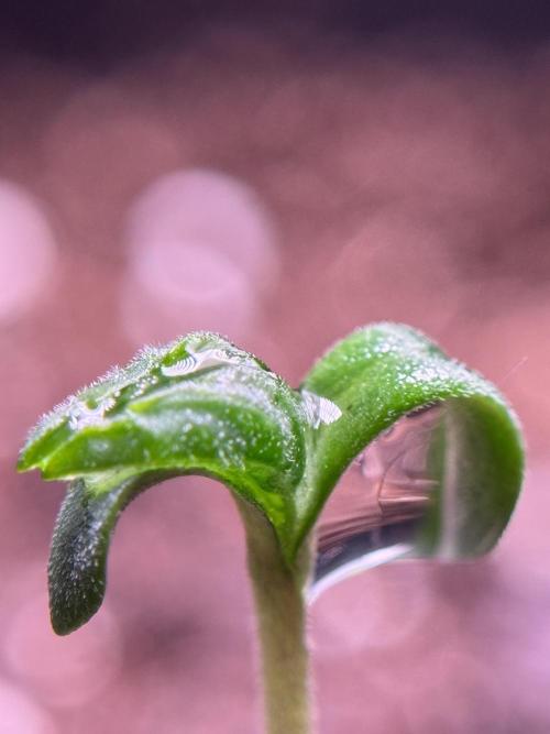 LSD Zamnesia Trippping. Week 1 - LSD 1st week magic 