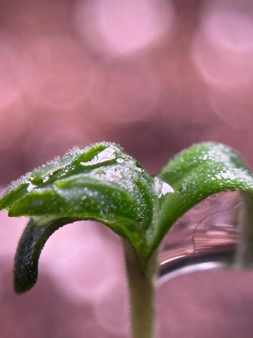 LSD Zamnesia Trippping. Week 1 - LSD 1st week magic 