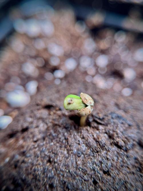 LSD Zamnesia Trippping. Week 1 - LSD 1st week magic 