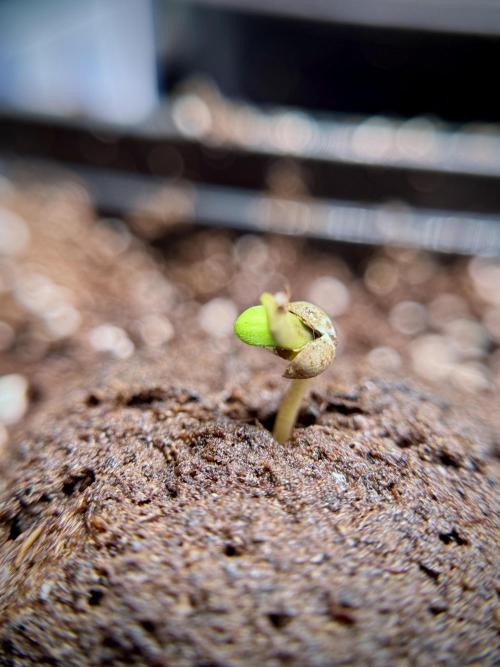 LSD Zamnesia Trippping. Week 1 - LSD 1st week magic 