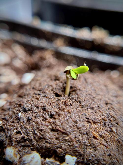 LSD Zamnesia Trippping. Week 1 - LSD 1st week magic 