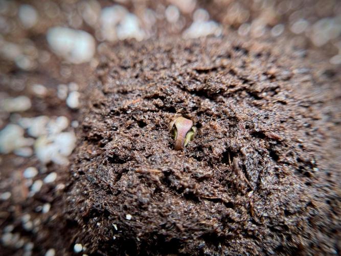 LSD Zamnesia Trippping. Week 1 - LSD 1st week magic 