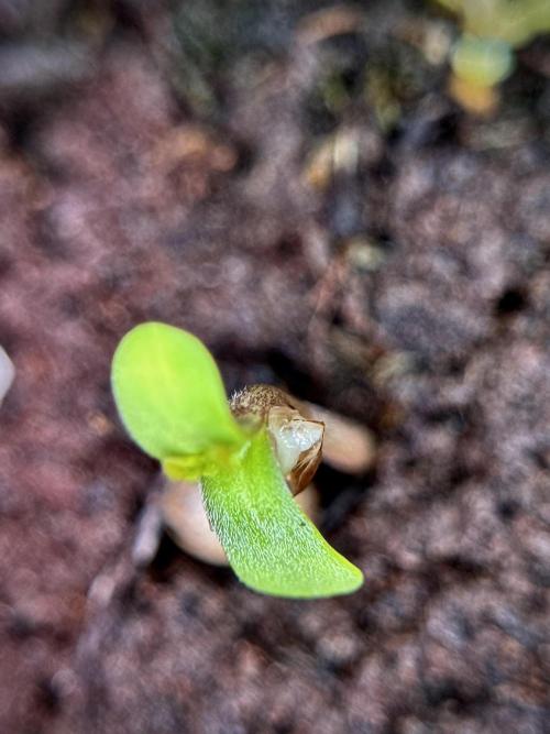 LSD Zamnesia Trippping. Week 1 - LSD 1st week magic 