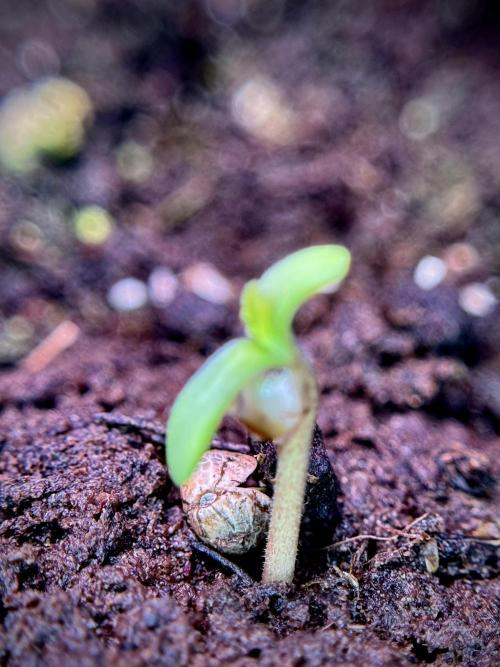 LSD Zamnesia Trippping. Week 1 - Germination magic