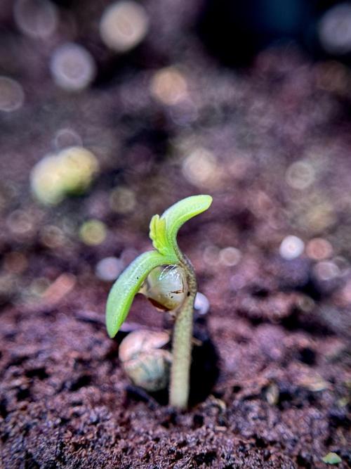 LSD Zamnesia Trippping. Week 1 - Germination magic