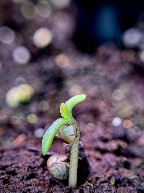 LSD Zamnesia Trippping. Week 1 - Germination magic