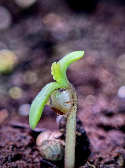 LSD Zamnesia Trippping. Week 1 - Germination magic