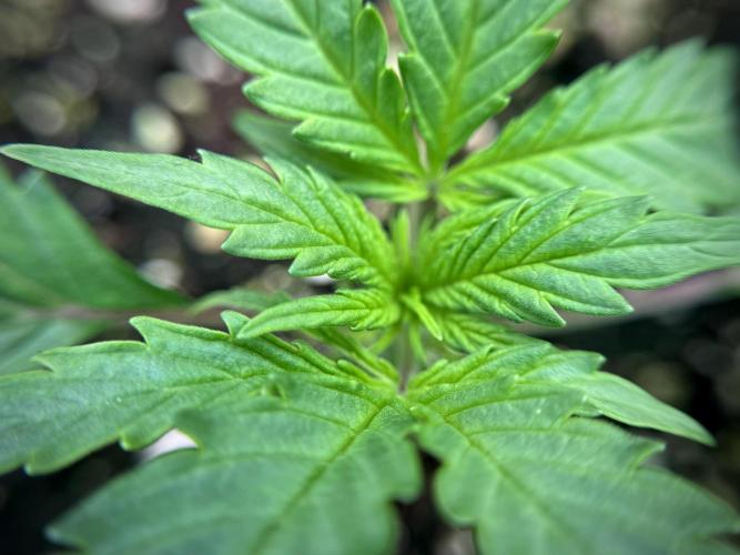 Cosmic Noodles a Zamnesia Dish. Week 1 - Plant B