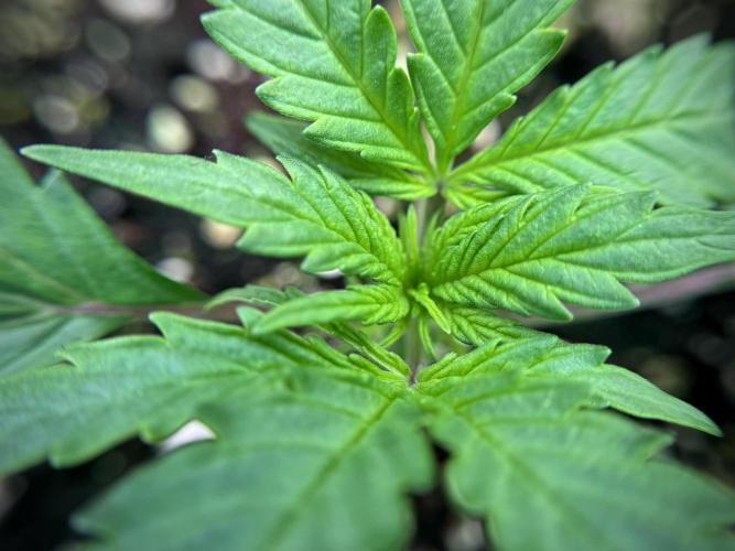 Cosmic Noodles a Zamnesia Dish. Week 1 - Plant B