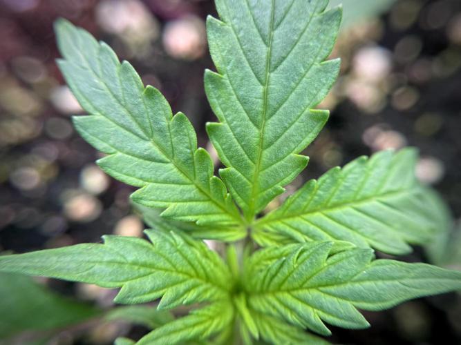 Cosmic Noodles a Zamnesia Dish. Week 1 - Plant B