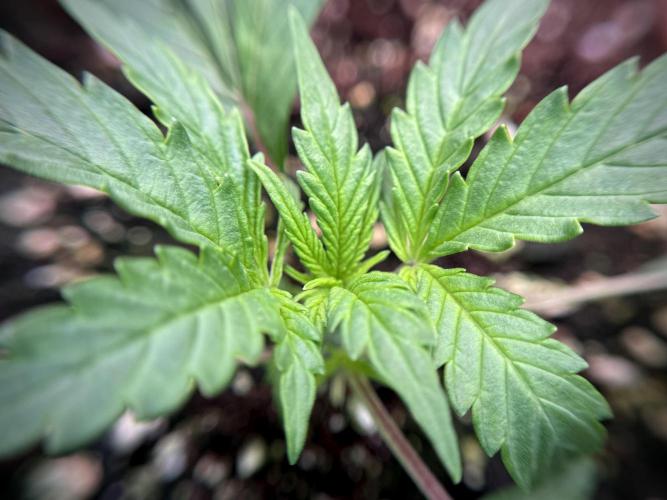 Cosmic Noodles a Zamnesia Dish. Week 1 - Plant B